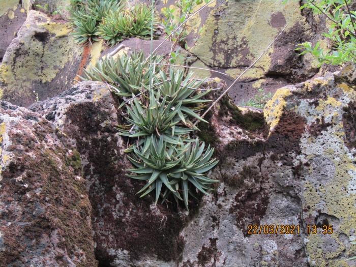 Dyckia microcalyx