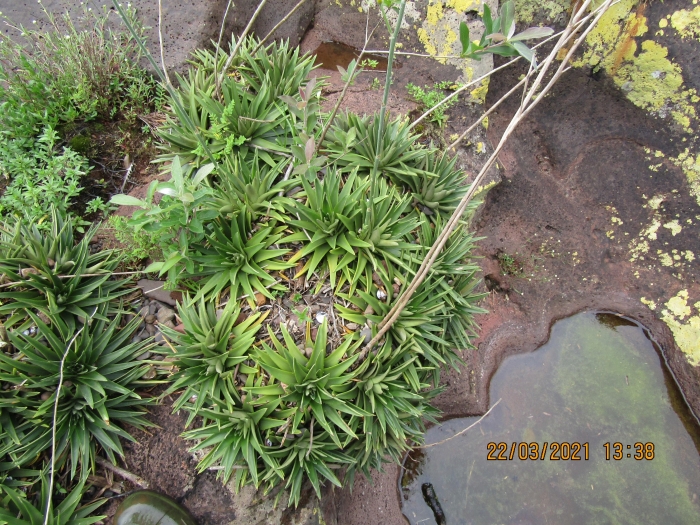 Dyckia microcalyx