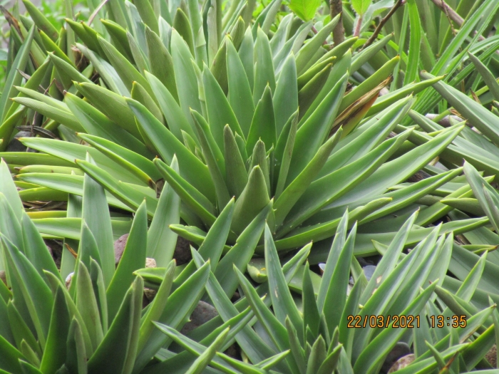 Dyckia microcalyx