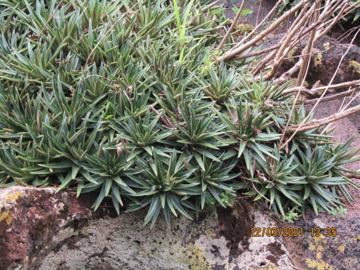 Dyckia microcalyx