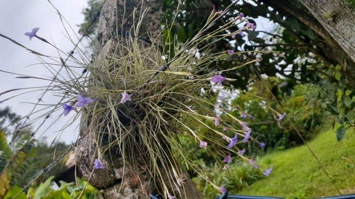 Tillandsia mallemontii