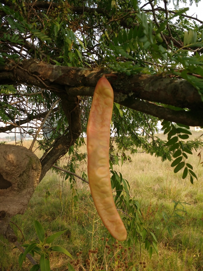 Gleditsia triacanthos L.