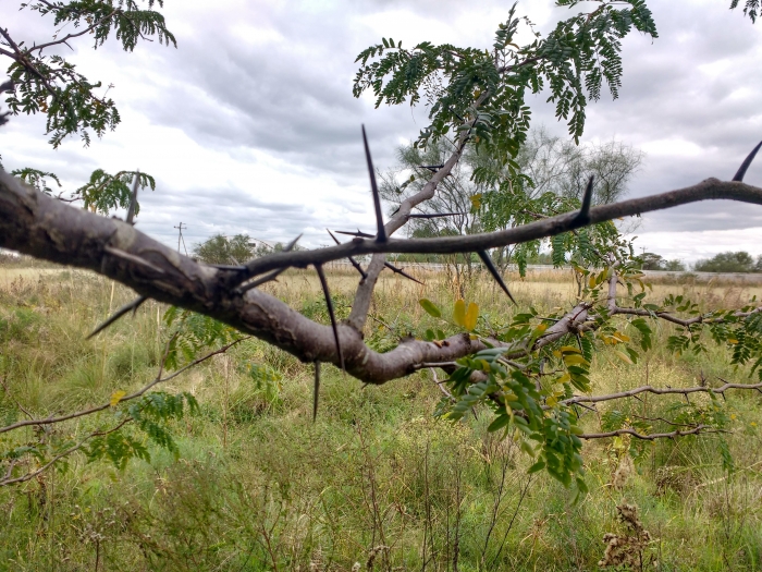 Gleditsia triacanthos L.