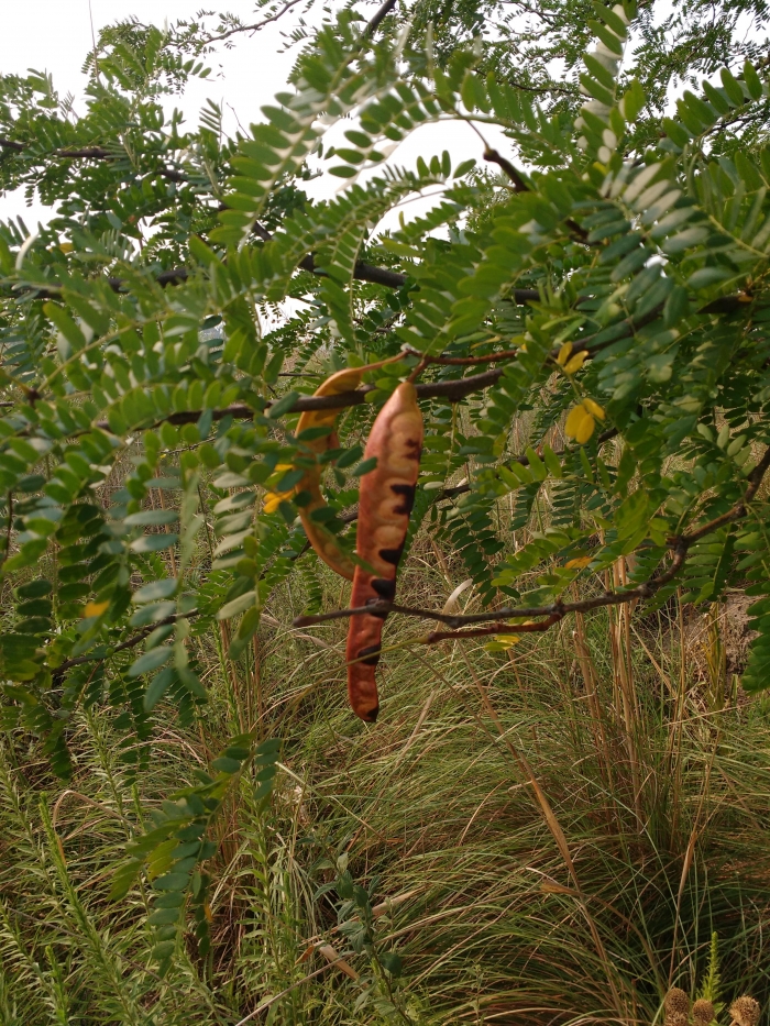 Gleditsia triacanthos L.