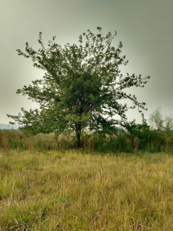 Gleditsia triacanthos L.