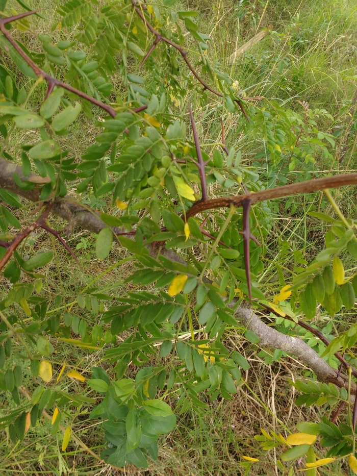 Gleditsia triacanthos L.