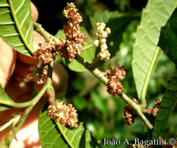 Sorocea bonplandii