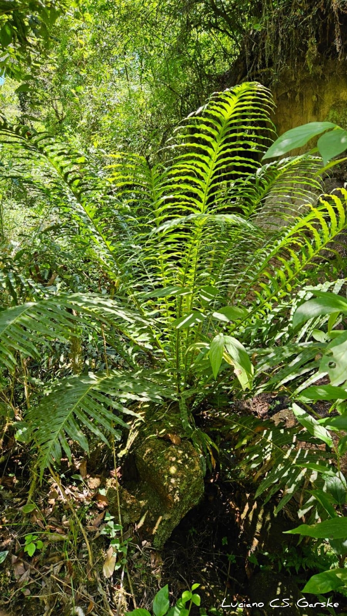 Blechnum brasiliense