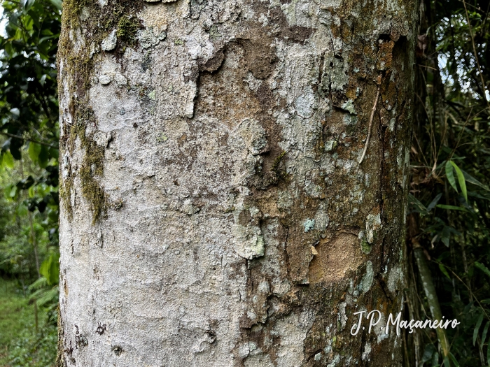 Pterocarpus violaceus