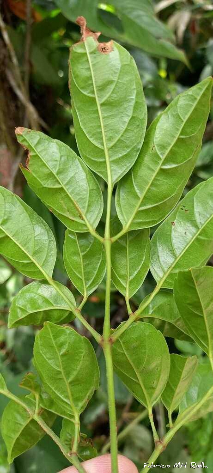 Cissus paulliniifolia