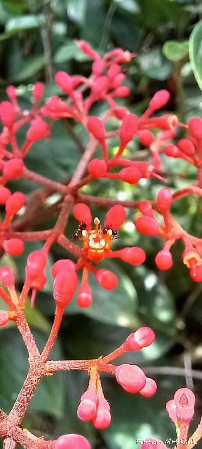 Cissus paulliniifolia