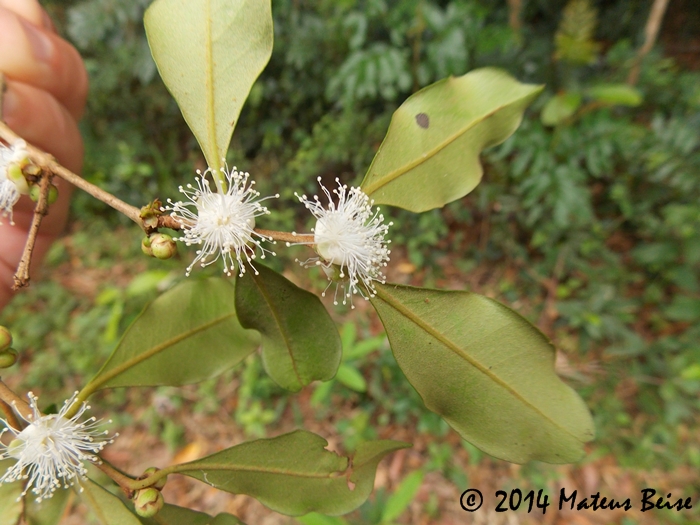 Eugenia verticillata