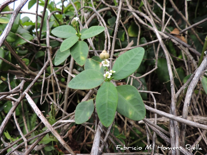 Euphorbia sarcoceras