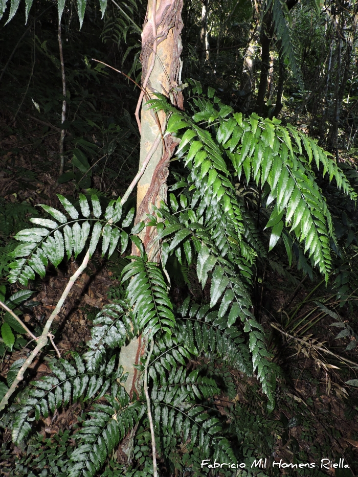 Mickelia scandens