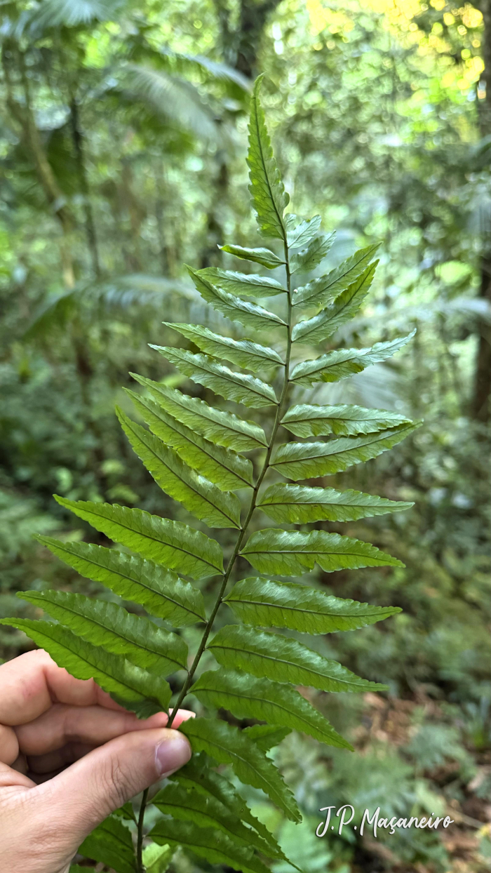 Mickelia scandens