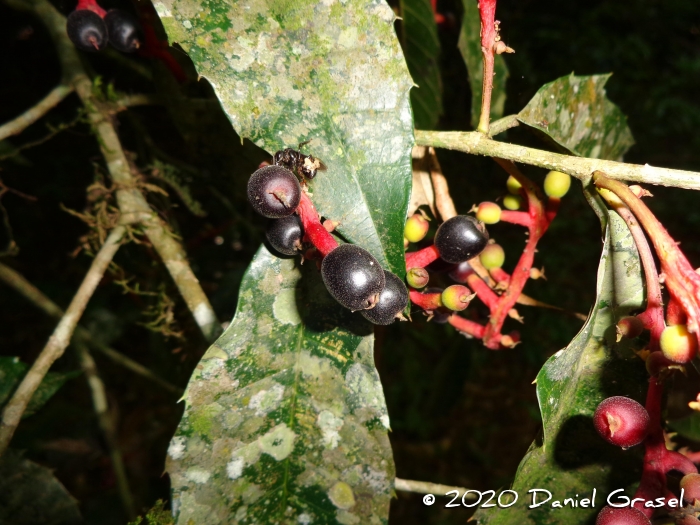 Sorocea bonplandii