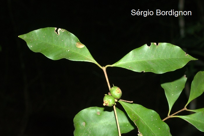 Eugenia verticillata