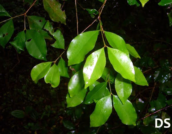 Eugenia verticillata