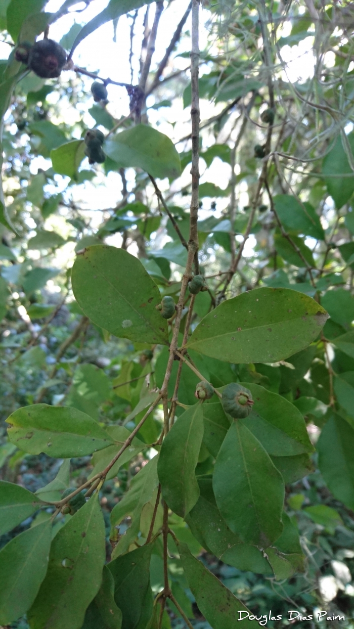 Eugenia verticillata