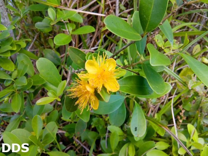 Eugenia speciosa