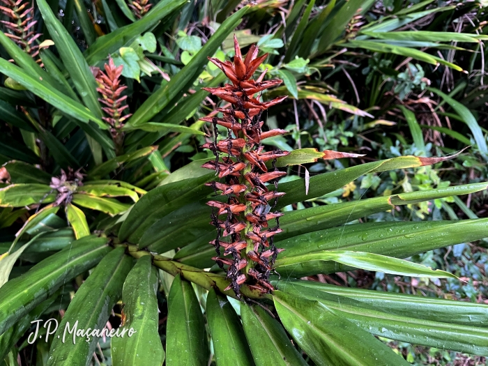 Hedychium coccineum