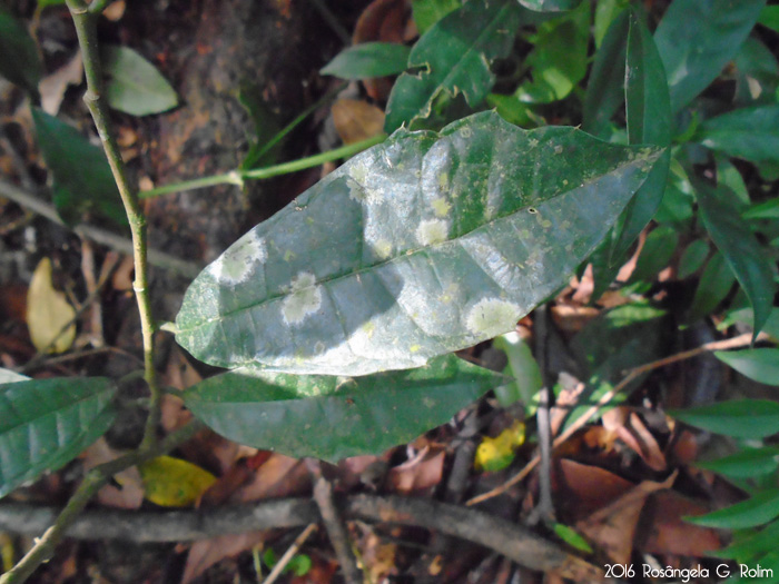 Sorocea bonplandii