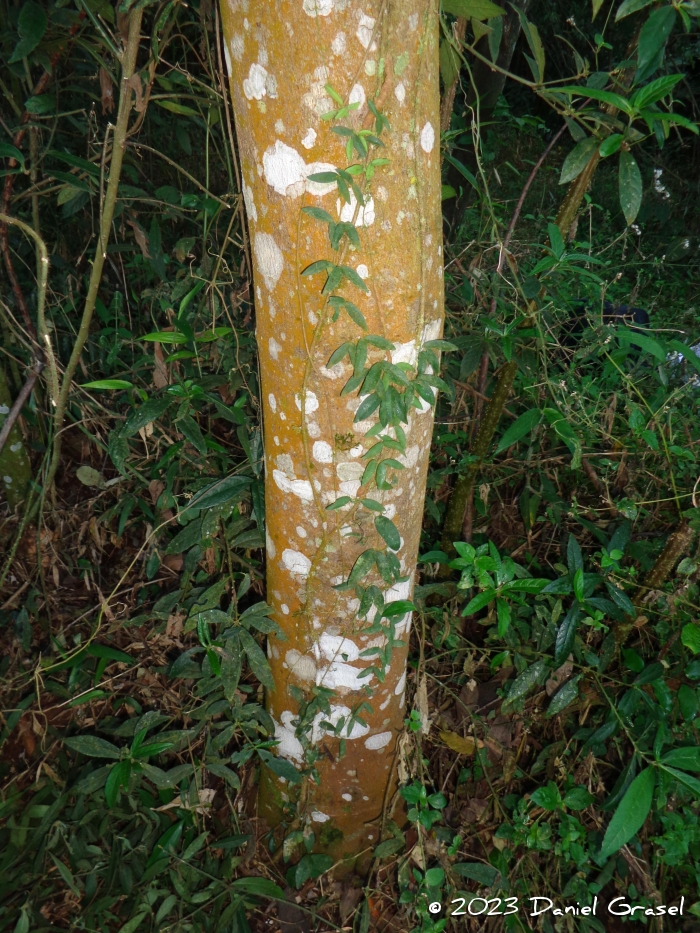Vernonanthura petiolaris