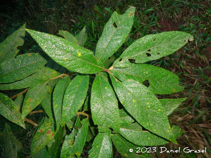Vernonanthura petiolaris