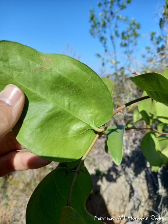 Smilax elastica