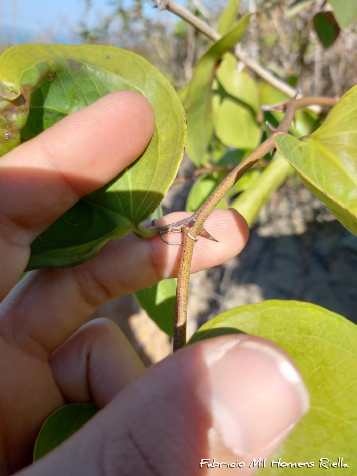 Smilax elastica