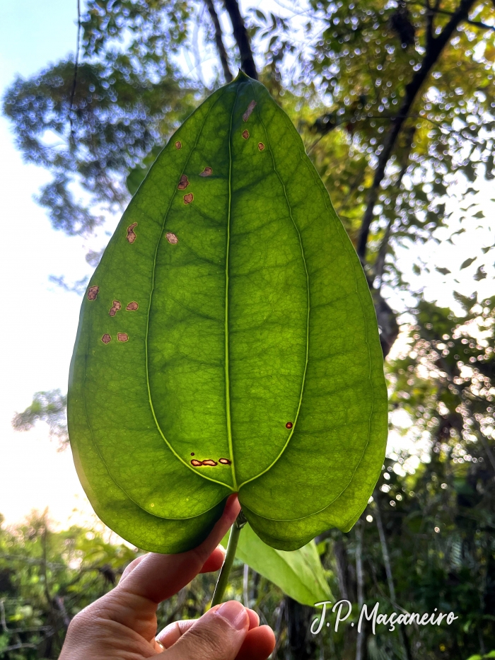 Smilax elastica