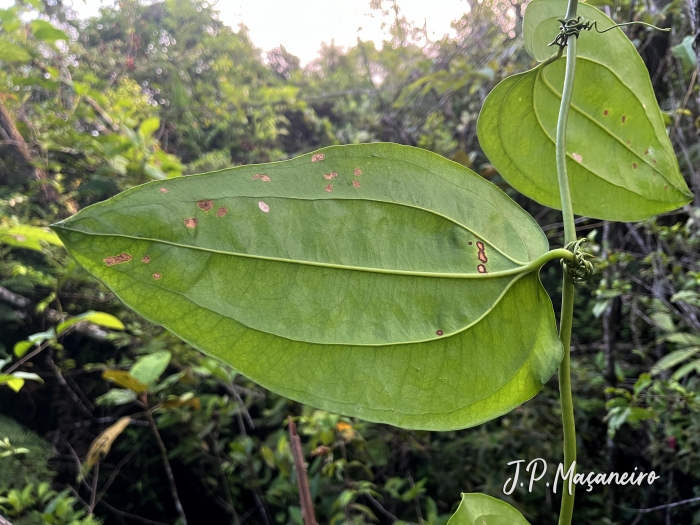 Smilax elastica