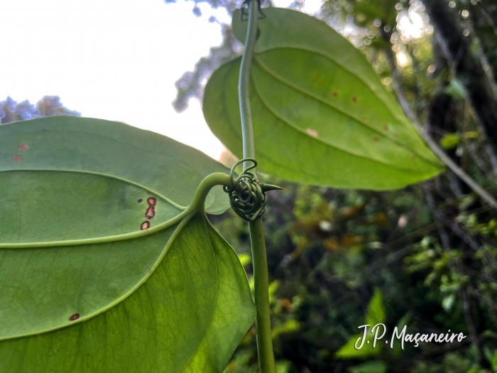 Smilax elastica