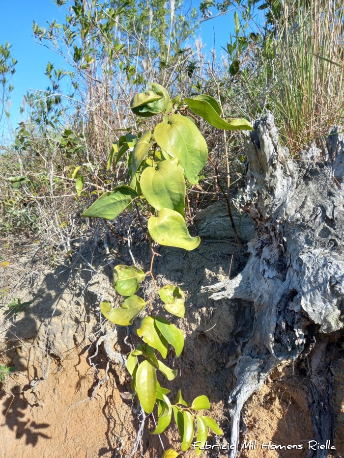 Smilax elastica