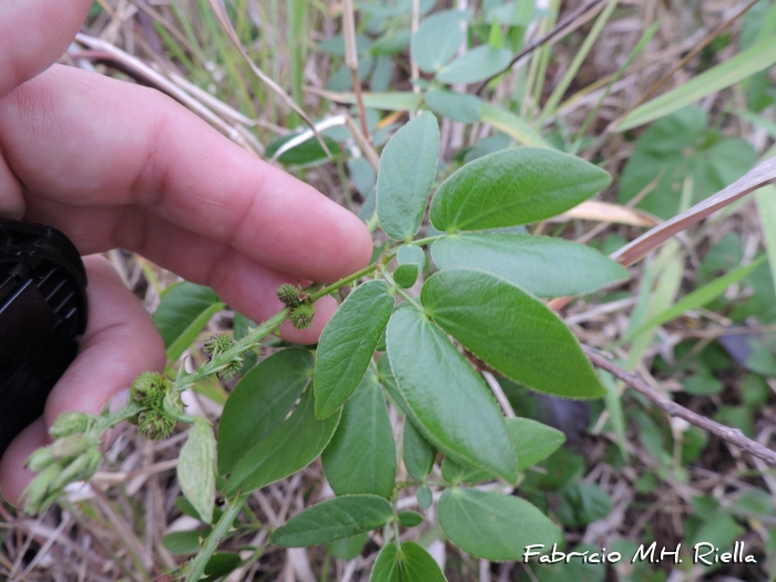 Mimosa velloziana