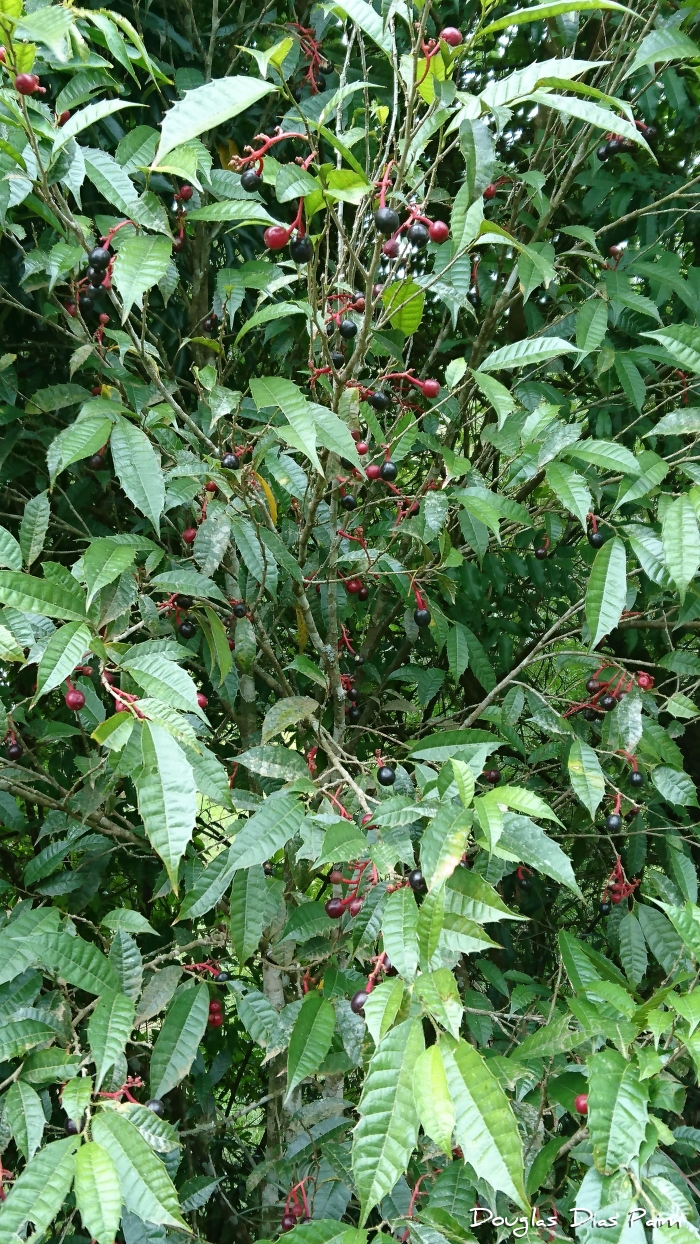 Sorocea bonplandii