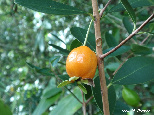 Eugenia speciosa