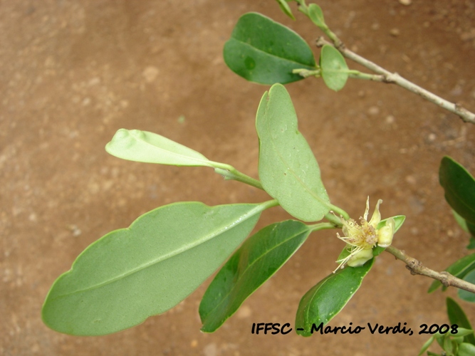 Eugenia speciosa