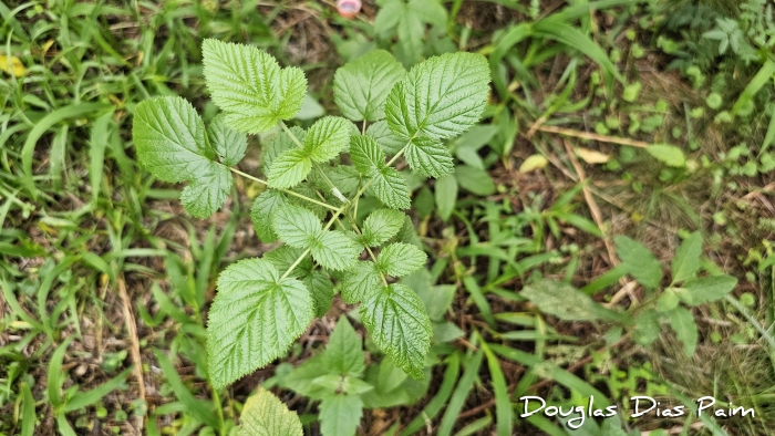 Rubus niveus