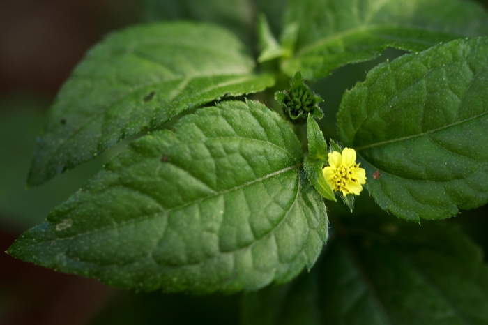 Synedrella nodiflora