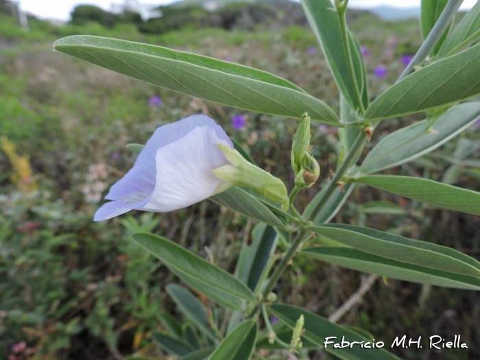 Clitoria laurifolia