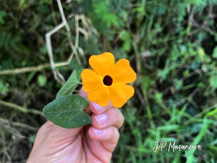 Thunbergia alata