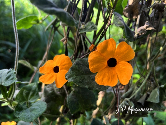 Thunbergia alata