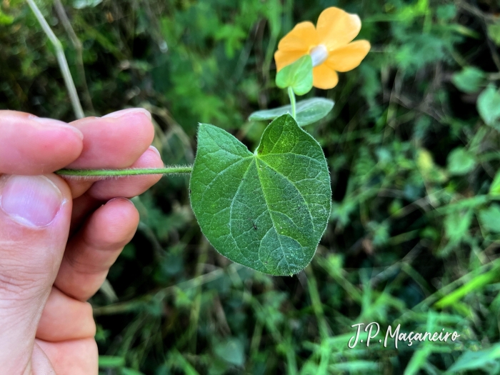 Thunbergia alata