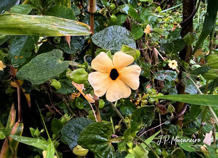 Thunbergia alata