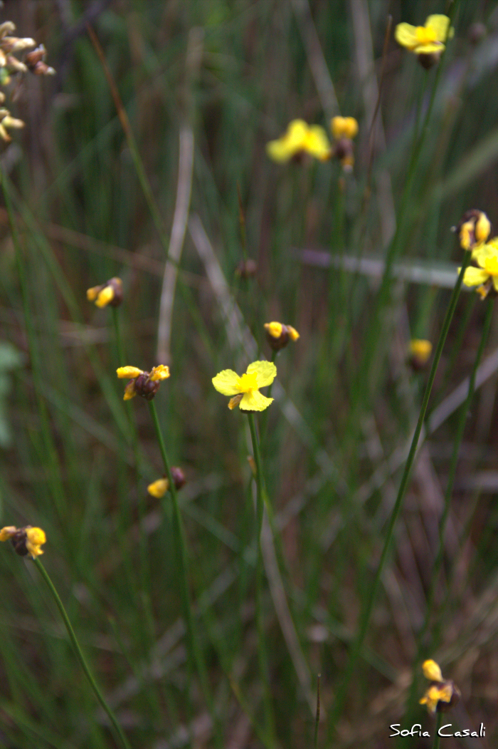 Xyris serrana