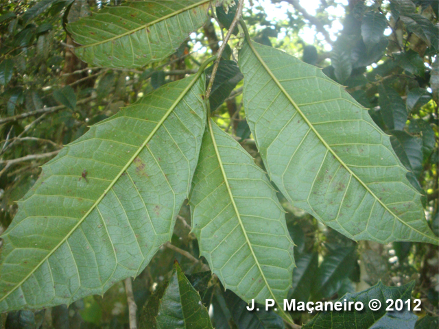 Sorocea bonplandii