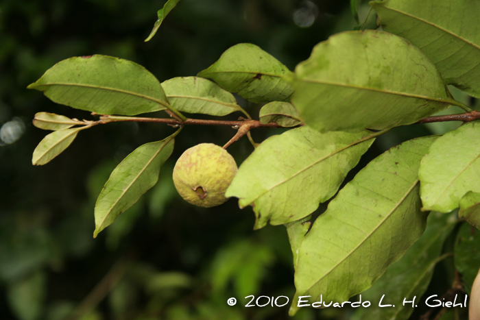 Eugenia ternatifolia