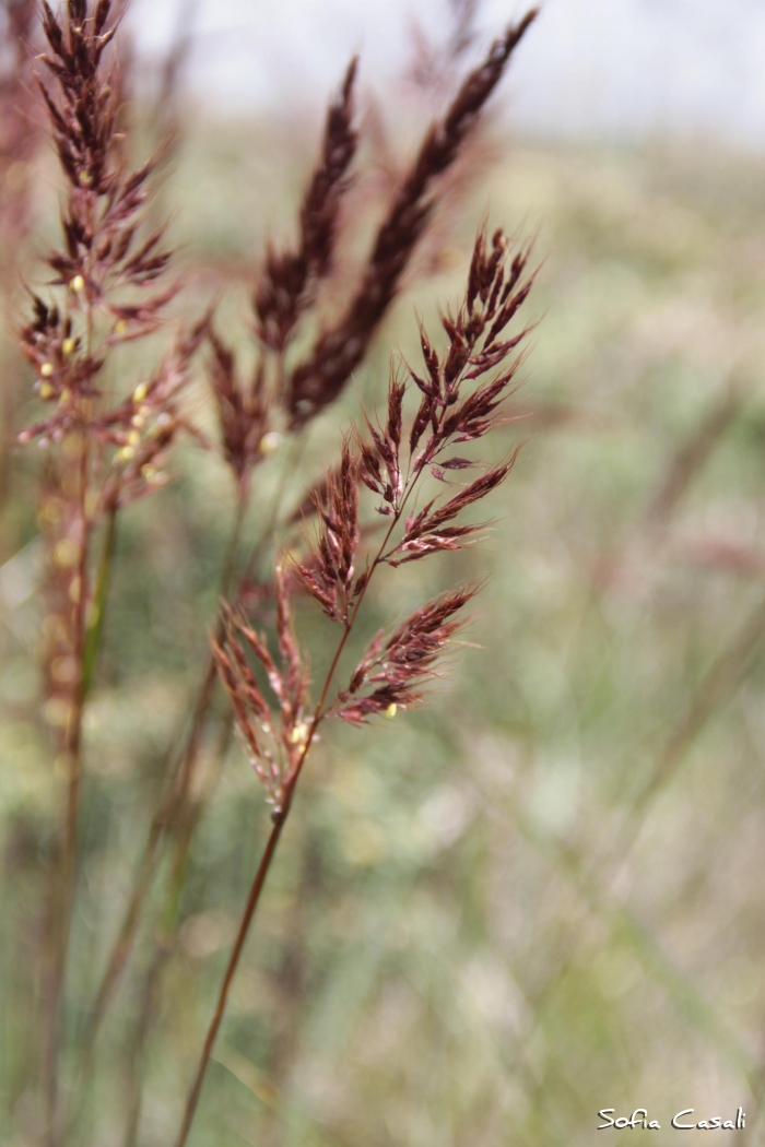 Sorghastrum pellitum