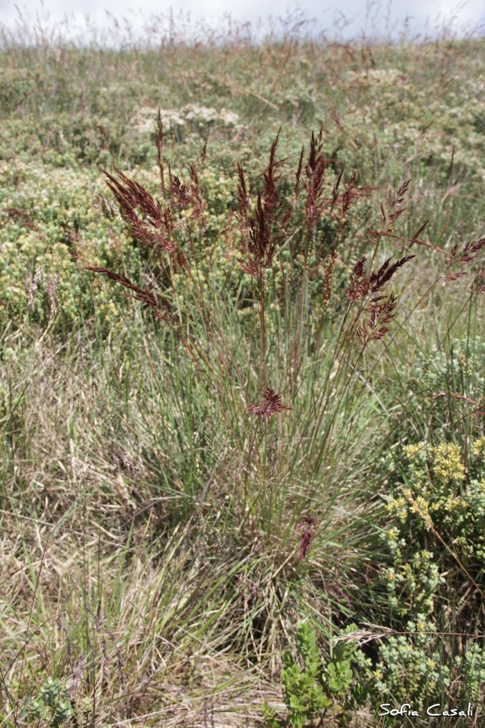 Sorghastrum pellitum